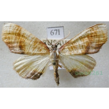 Plagodis dolabraria (Linnaeus, 1767) Nakreślik dębowiec Czech67l